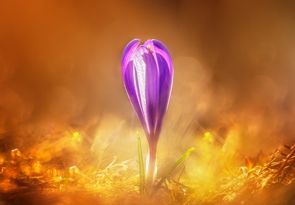 Golden spring von Lyubomir Momchilov