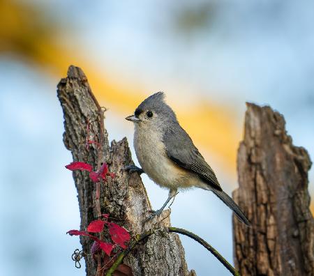 	 Tufted titmouse