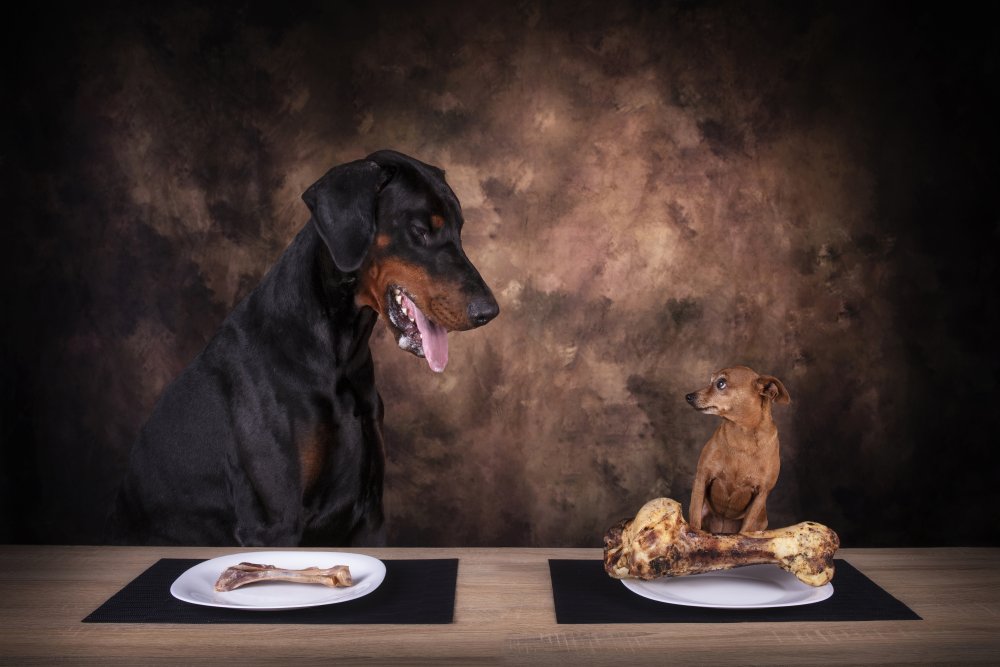 Desigual von Madison