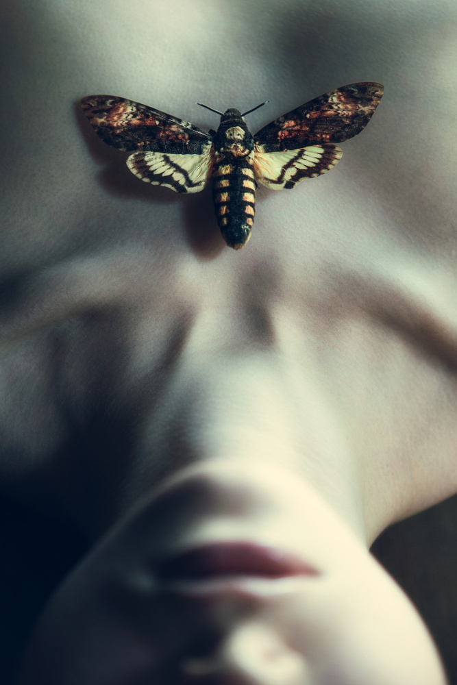 Moth von Magdalena Russocka