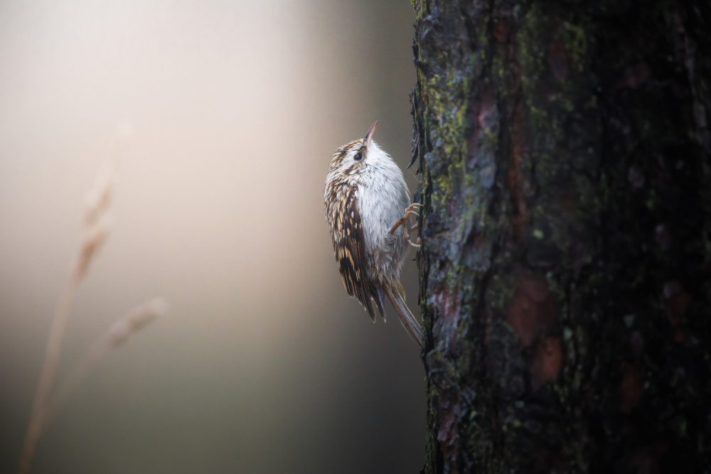 Tree creeping treecreeper von Magnus Renmyr