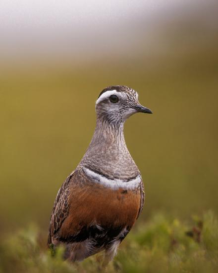 A curious dotterel