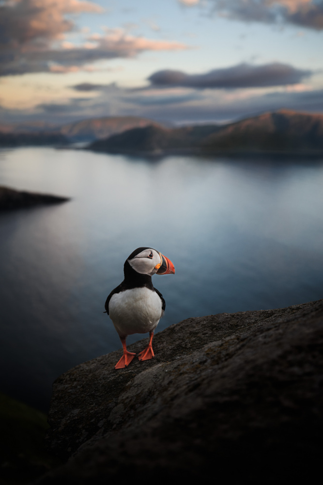 A puffin with a view von Magnus Renmyr