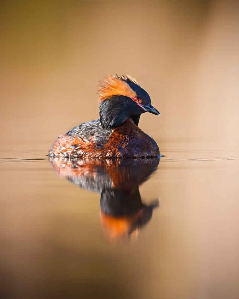 Horned grebe with reflection on a mirror like pond von Magnus Renmyr