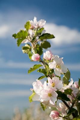 Kirschblüte von Maik Blume