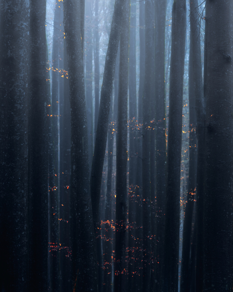 Raash Jungle 2 von Majid Behzad