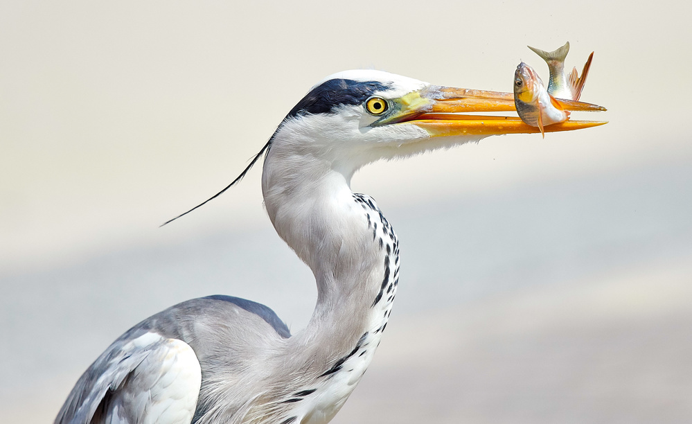 High Noon Catch von Makoto Hamasaki