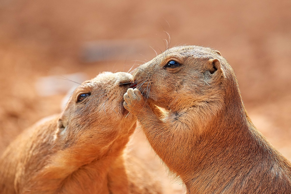 Confidant von Makoto Hamasaki