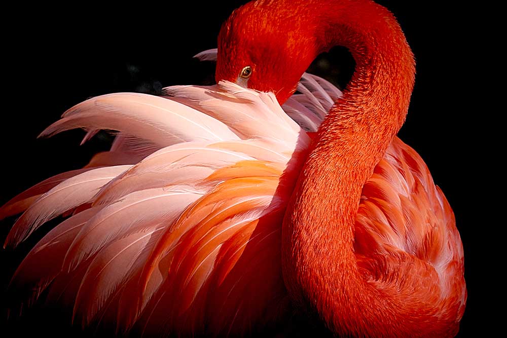Flamingo von Makoto Nishikura