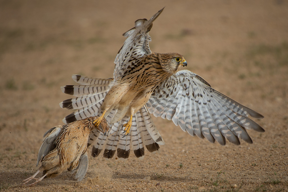 hang up von malekalhazzaa