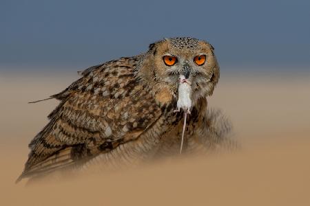Pharaoh Eagle Owl