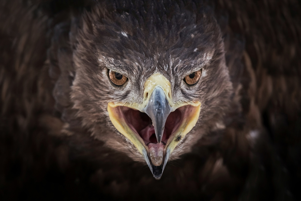 Steppe Eagle von malekalhazzaa