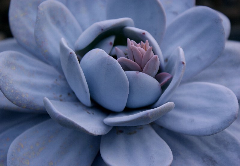 Baerlauch-Knospen von Malte Posselt