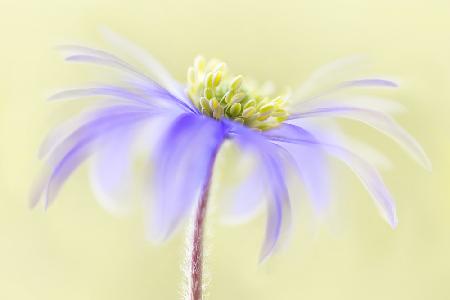 Anemone Blanda
