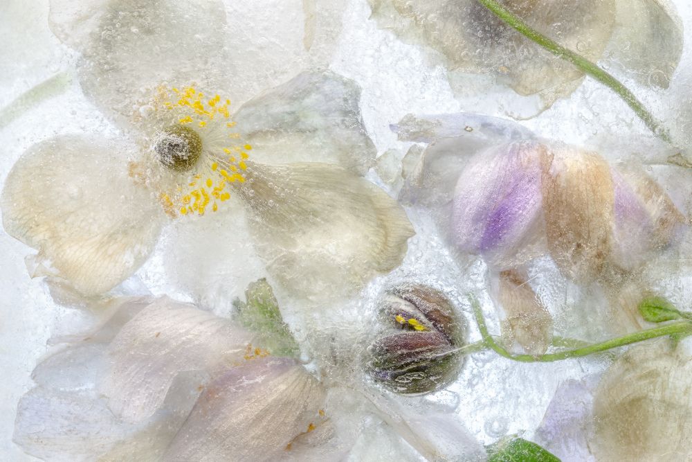 Anemonenfrost von Mandy Disher