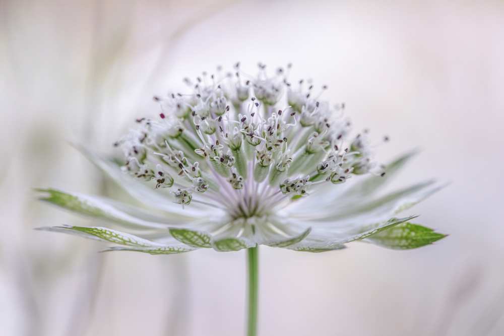 Astrantia von Mandy Disher