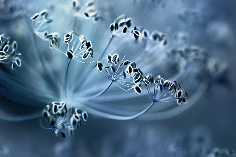 Dill von Mandy Disher