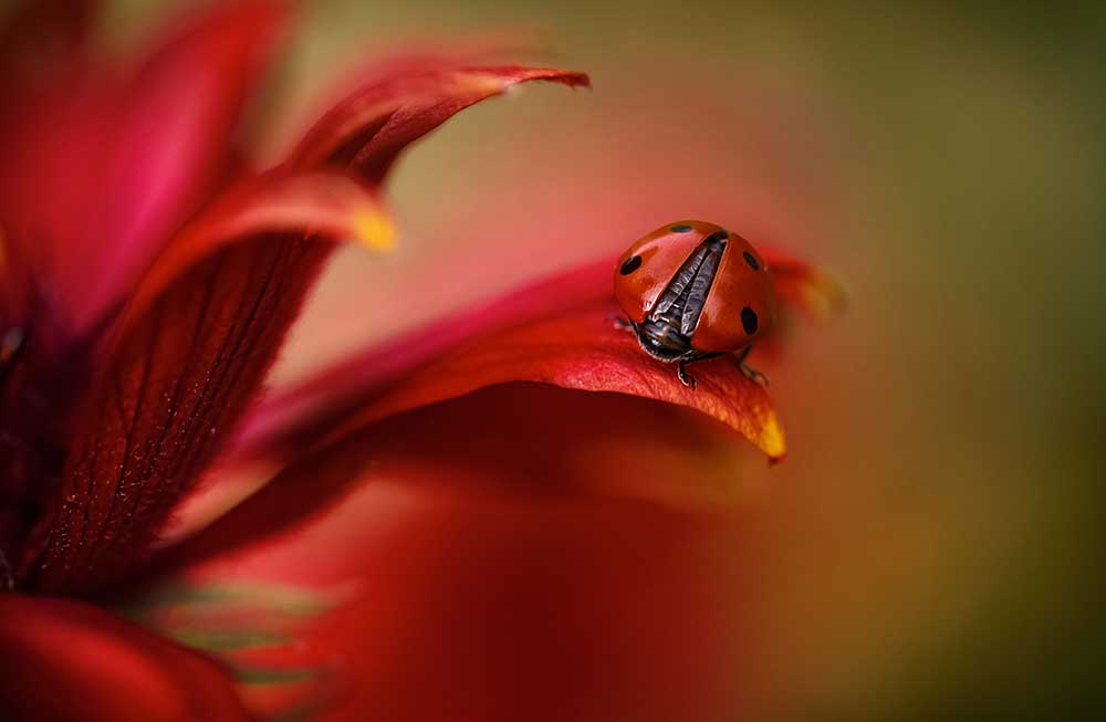Einfach rot von Mandy Disher