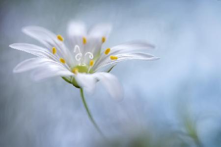 Greater Stitchwort