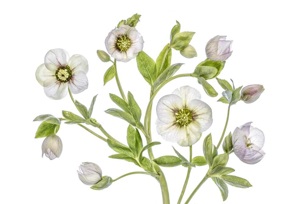 Hellebore von Mandy Disher