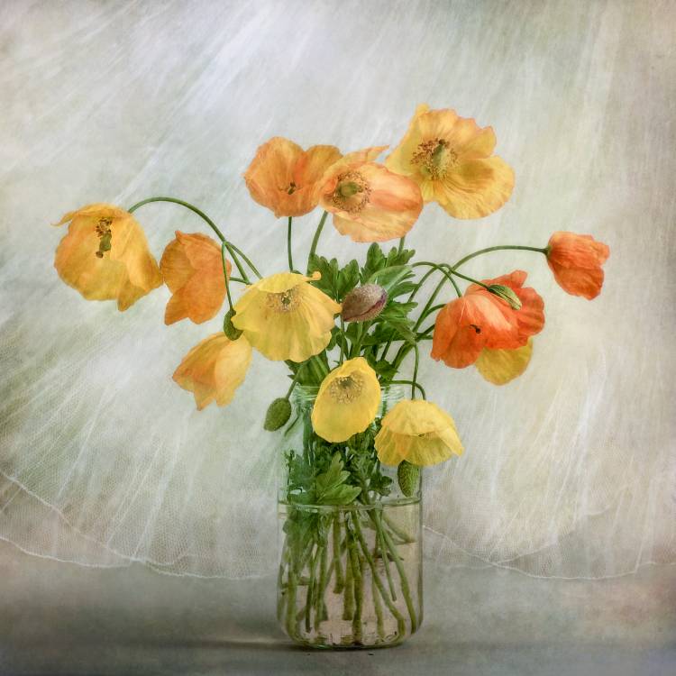 In the window von Mandy Disher