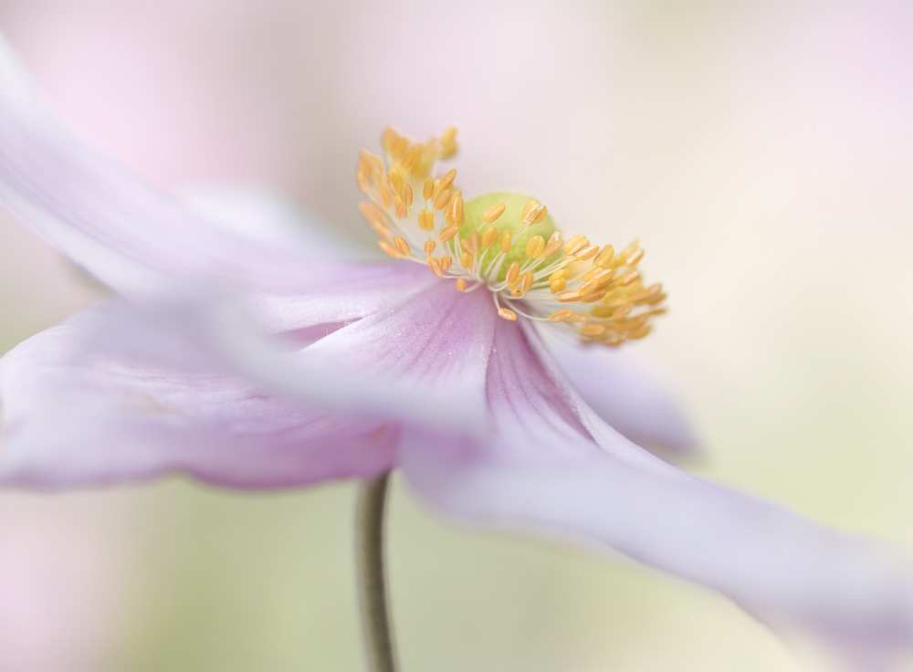 Japanese Anemone von Mandy Disher