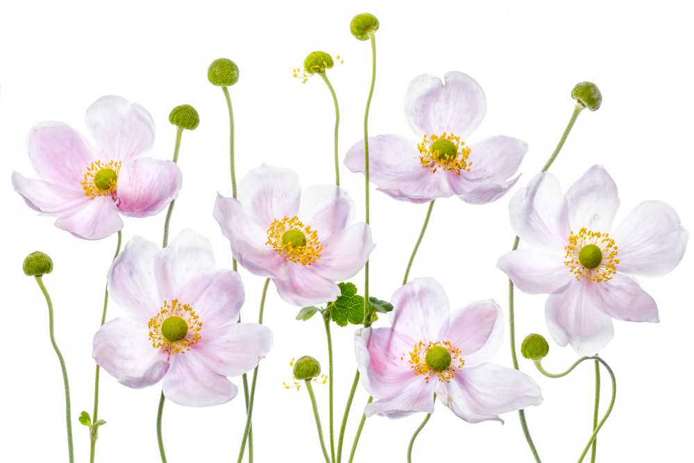 Japanese Anemones von Mandy Disher