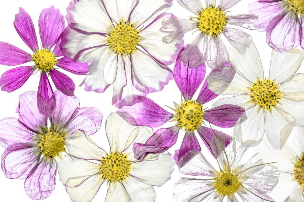 Keeping Summer von Mandy Disher