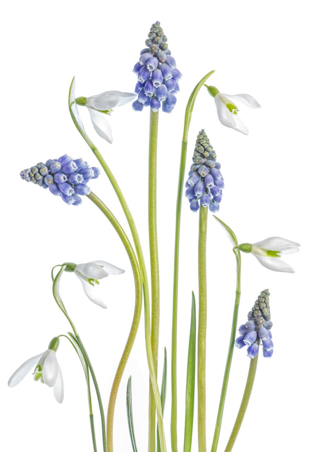 Muscari and Galanthus von Mandy Disher