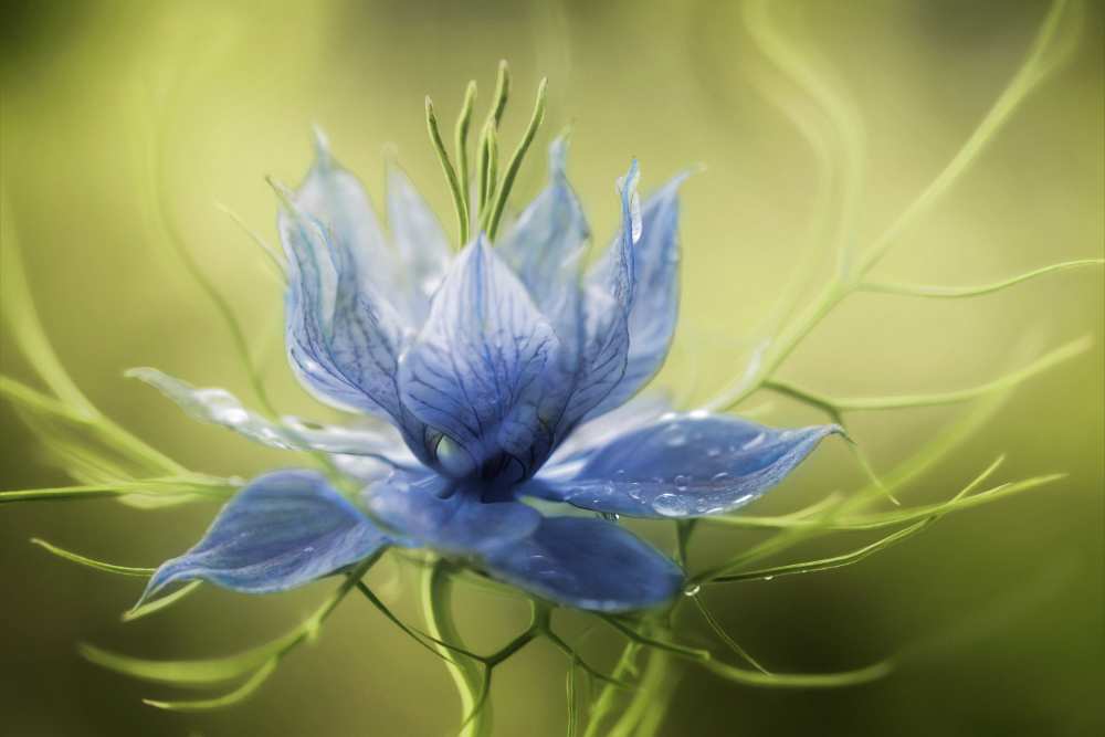 Nigella von Mandy Disher