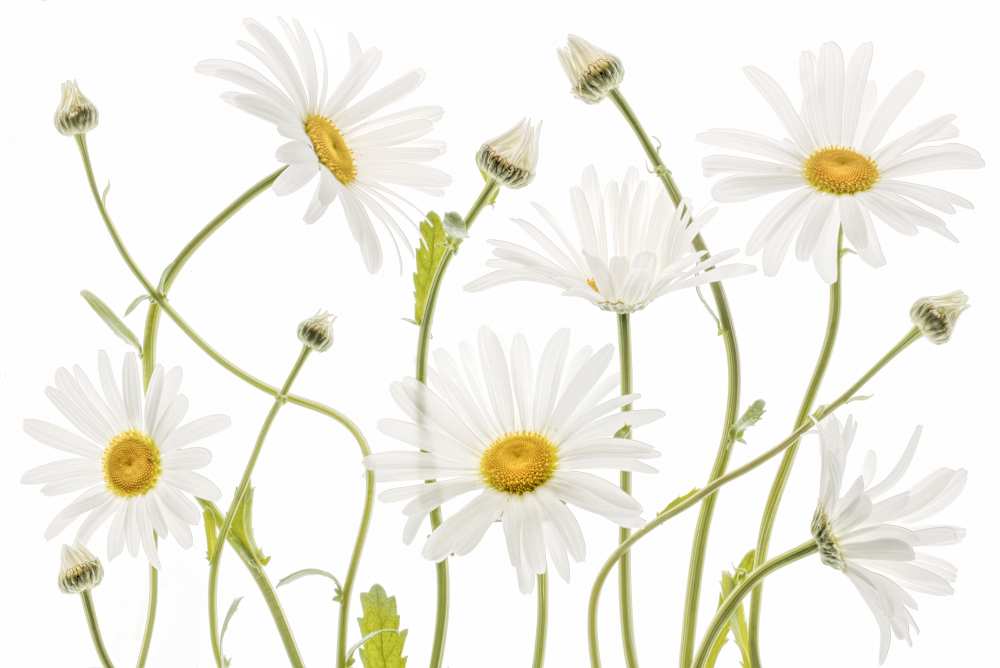 Ox eye Daisies von Mandy Disher