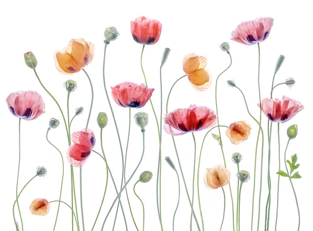 Papaver Party von Mandy Disher