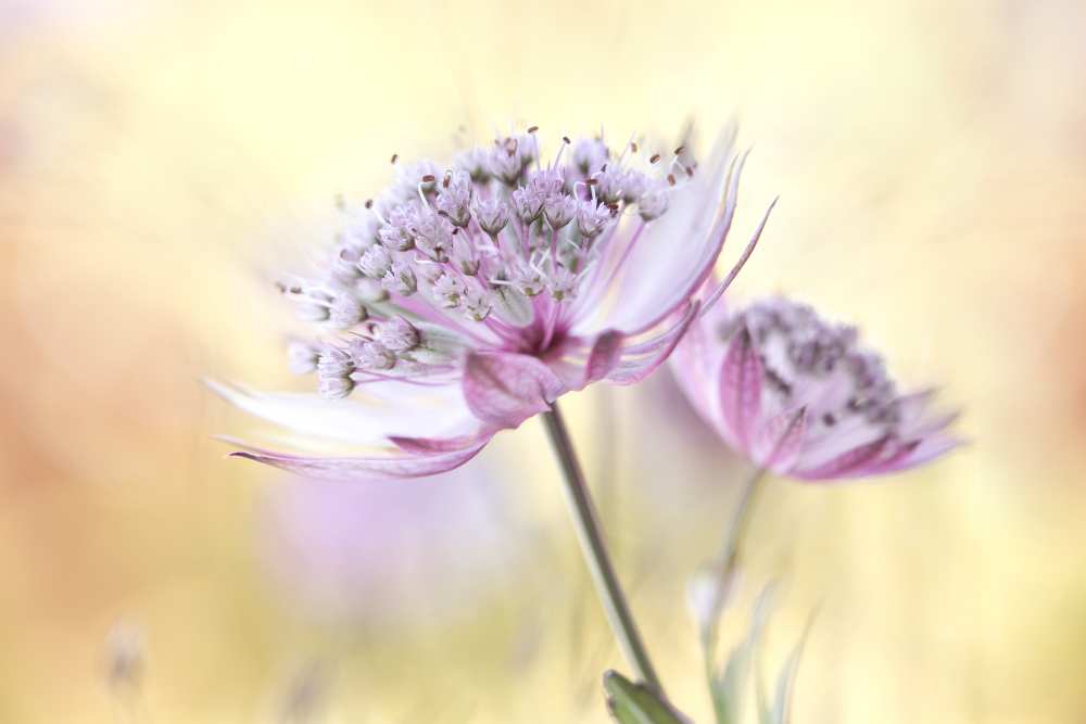 Pink Astrantia von Mandy Disher
