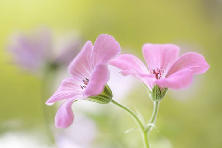 Pink Melody von Mandy Disher