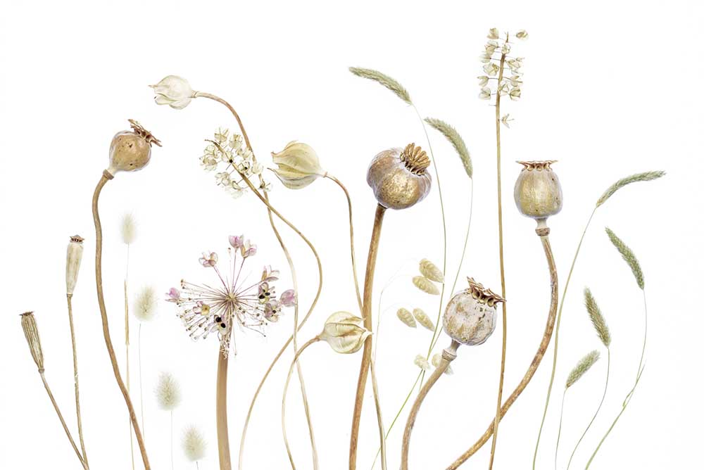 Pods von Mandy Disher
