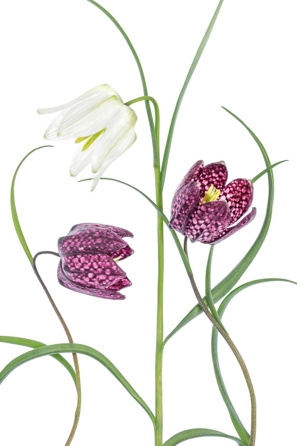 Snakes head Fritillary von Mandy Disher