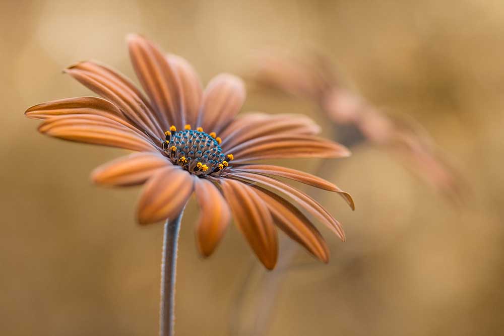 Sommerglühen von Mandy Disher