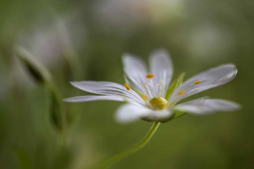 Stitchwort von Mandy Disher
