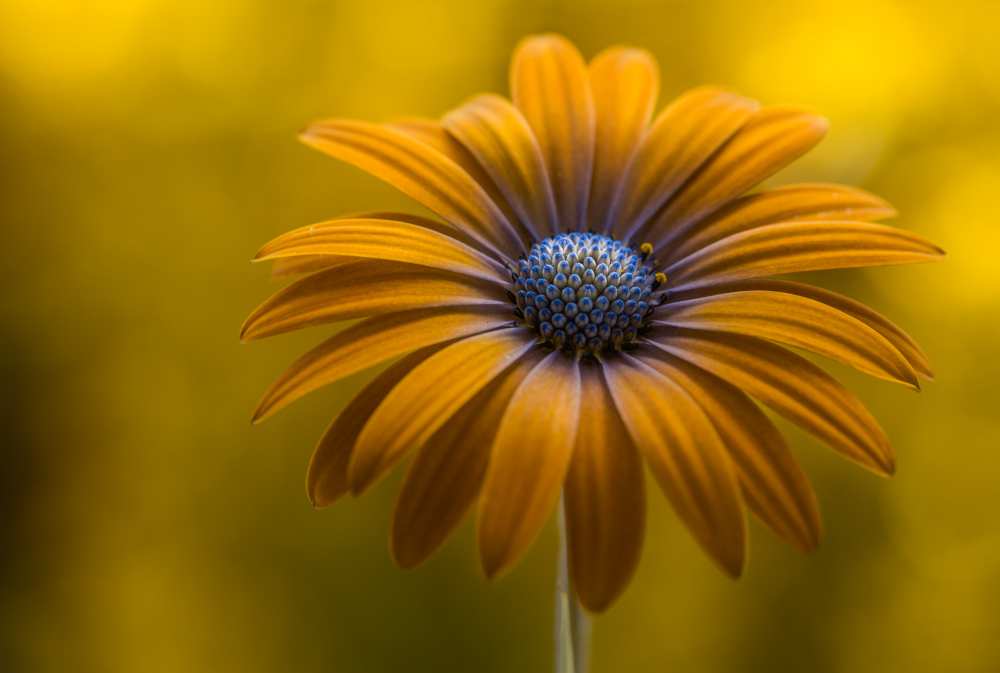 Sunshine Daisy von Mandy Disher