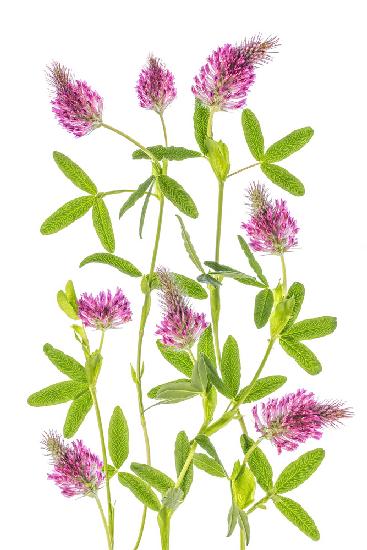 Trifolium