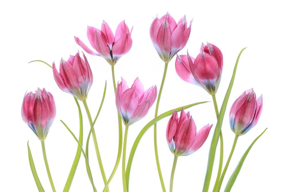 Tulip blush von Mandy Disher