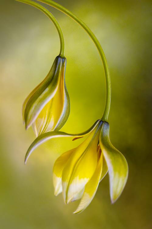 Tulipa von Mandy Disher