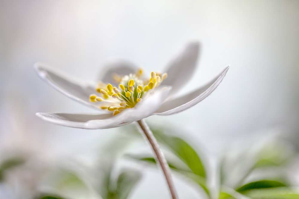 Wood Anemone von Mandy Disher