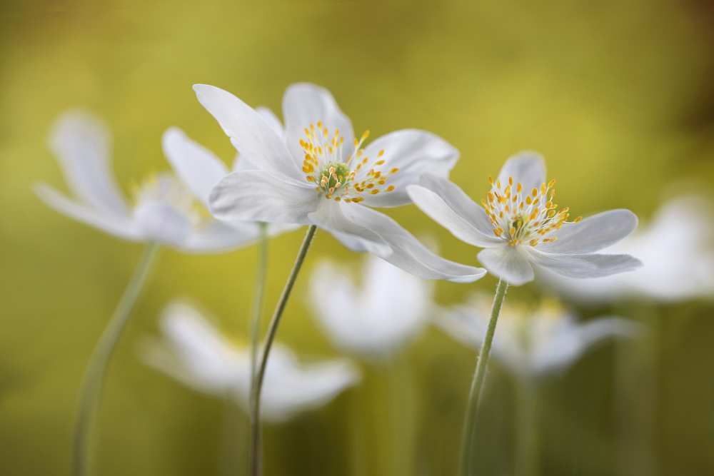 Wood Anemones von Mandy Disher