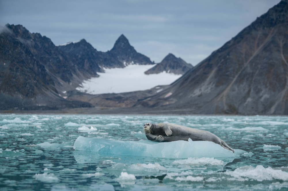Bearded seal on its icy throne von Manish Nagpal