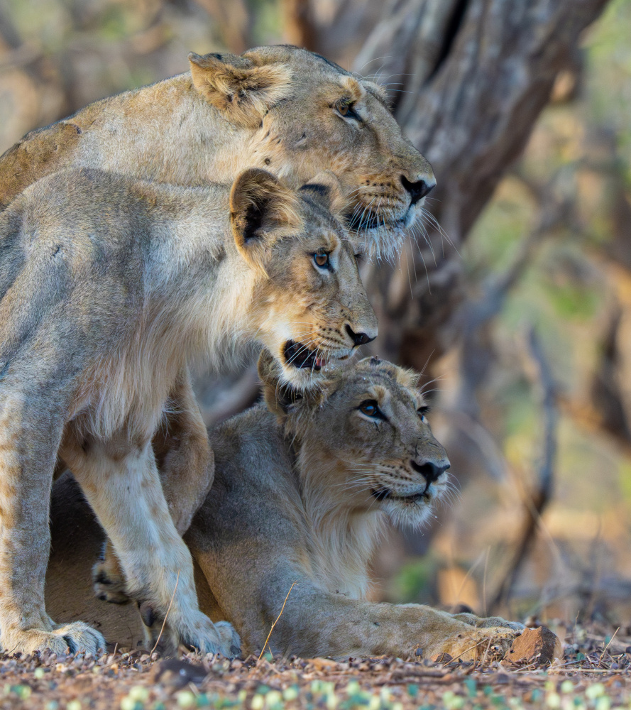 Three is company von Manish Nagpal