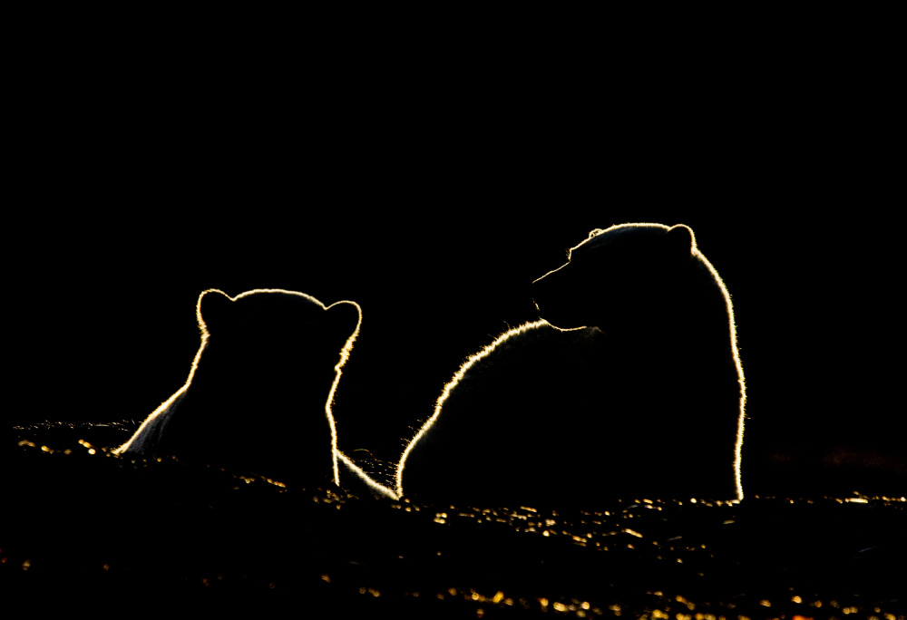 Polar bear cubs von Manish Nagpal