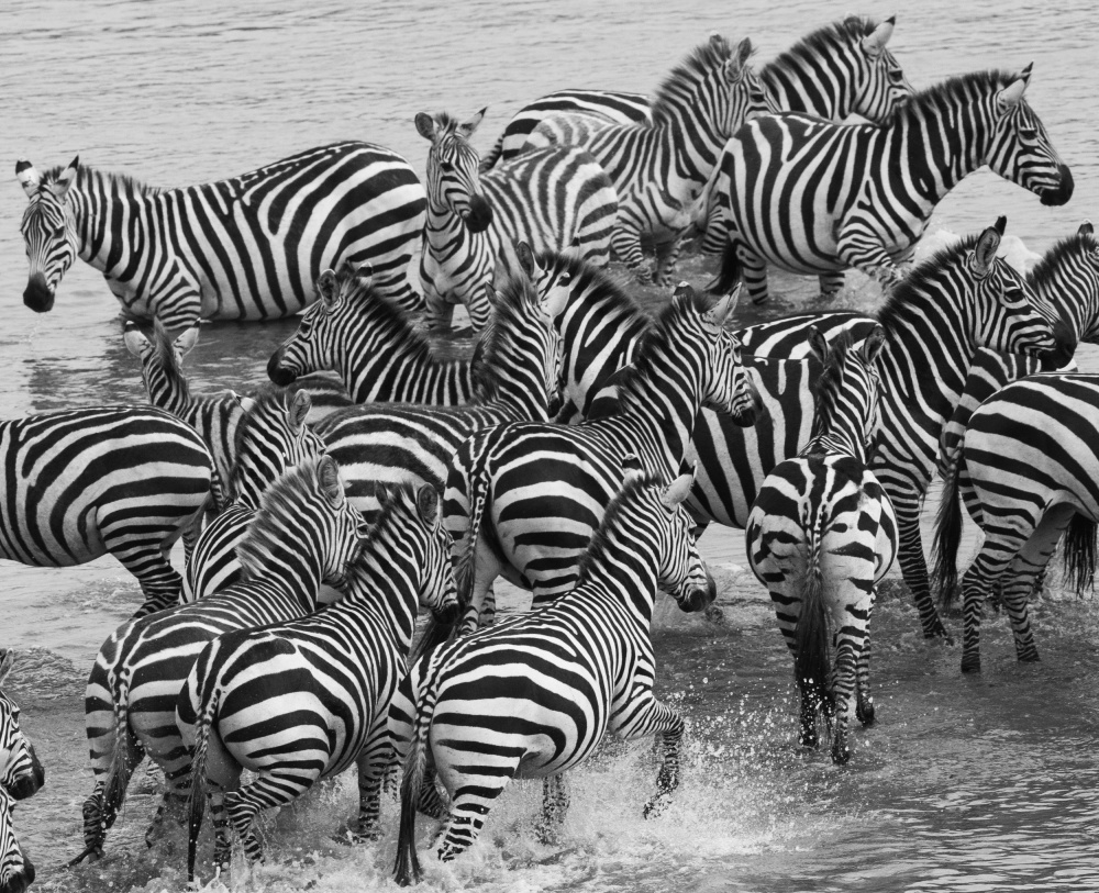 Zebra crossing von Manish Nagpal