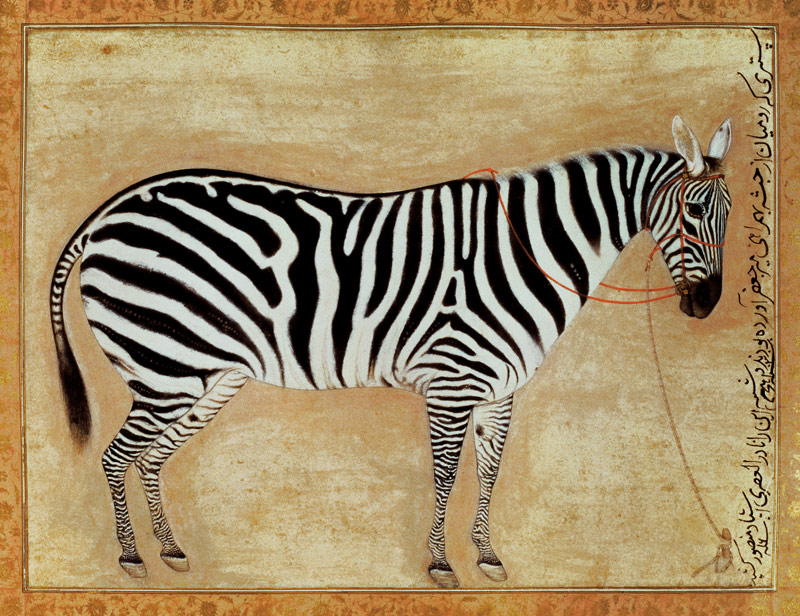 Zebra, from the "Minto Album", Mughal, 1621 von Mansur