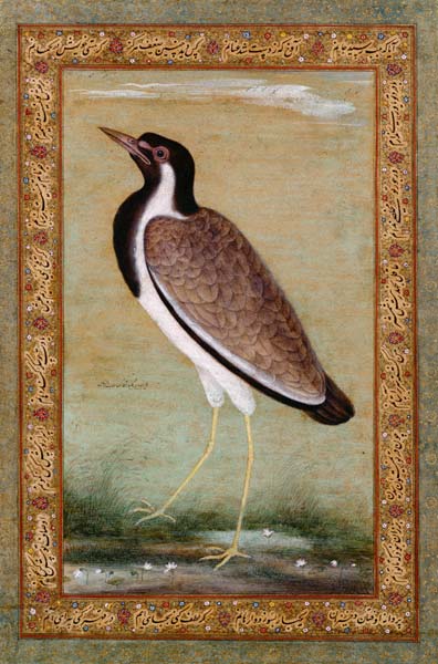 Indian lapwing von Mansur